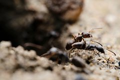 Мужчина потерял миллионы рублей из-за кучки насекомых