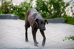 Депутат пригрозил россиянину после жалобы на бездомных собак «обнулением» на фронте