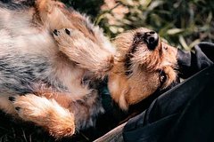 В Москве состоится благотворительный фестиваль в поддержку животных из приютов