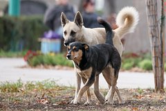 В российском регионе ввели режим повышенной готовности из-за растерзавших ребенка собак