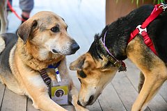 Эксперт назвал сервис «Моспитомец» большим шагом в помощи животным из приютов