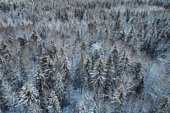 Озвучена новая версия бесследного исчезновения семьи Усольцевых в тайге