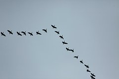 Перелетные гуси атаковали Финляндию