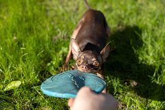 Сервис «Моспитомец» упростил поиск семьи для животных