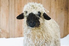 Москвичи выберут имя ягненку из вотчины Деда Мороза