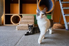 Названы способы помощи животным из приютов через сервис «Моспитомец»