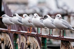 Отдыхавшая на российском курорте женщина подверглась нападению чаек и сломала палец