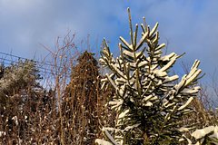 Россиян предупредили о наказании за сруб елки