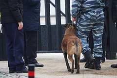 Специалисты с собаками обследовали место взрыва на юге Москвы