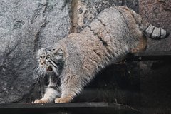 В Московском зоопарке манул Тимофей завершил зажировку и перешел к зимнему режиму