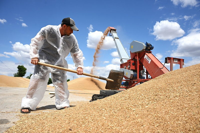 Экспорт российского зерна