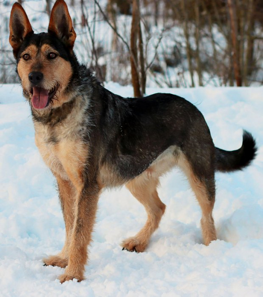 В Москве состоится благотворительный фестиваль в поддержку животных из приютов