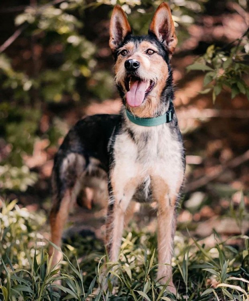 В Москве состоится благотворительный фестиваль в поддержку животных из приютов